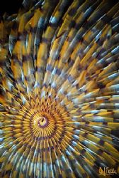 Spiral worm (Sabella spallanzani). D200 with 105 mm Sigma. by Arthur Telle Thiemann 